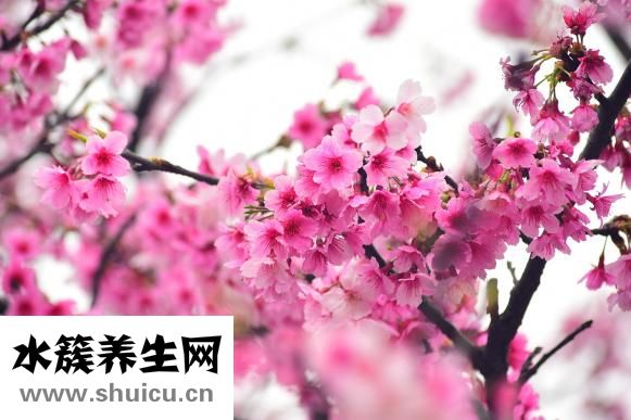 櫻花有什么作用