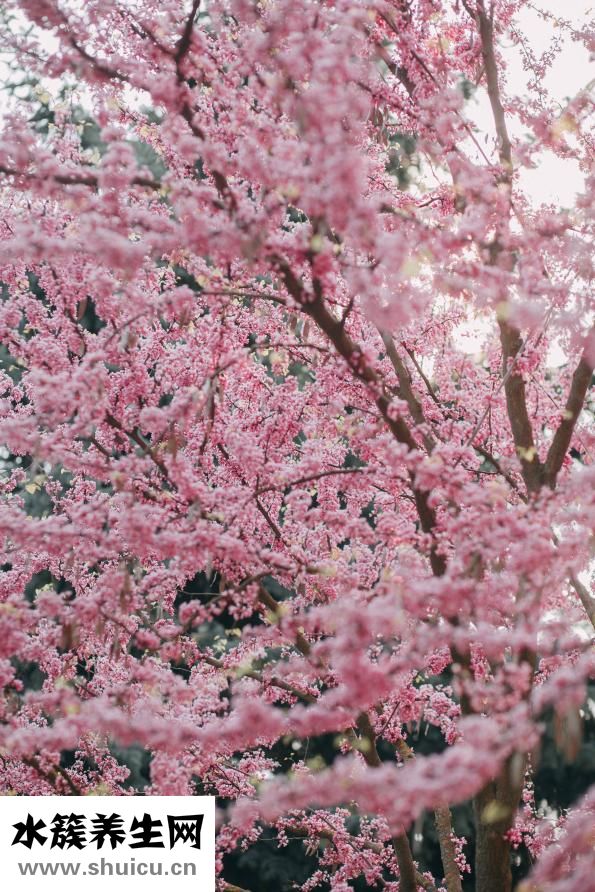 櫻花有什么作用