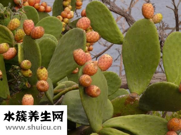 生山藥可以吃嗎