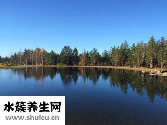 樹舌的功效與作用