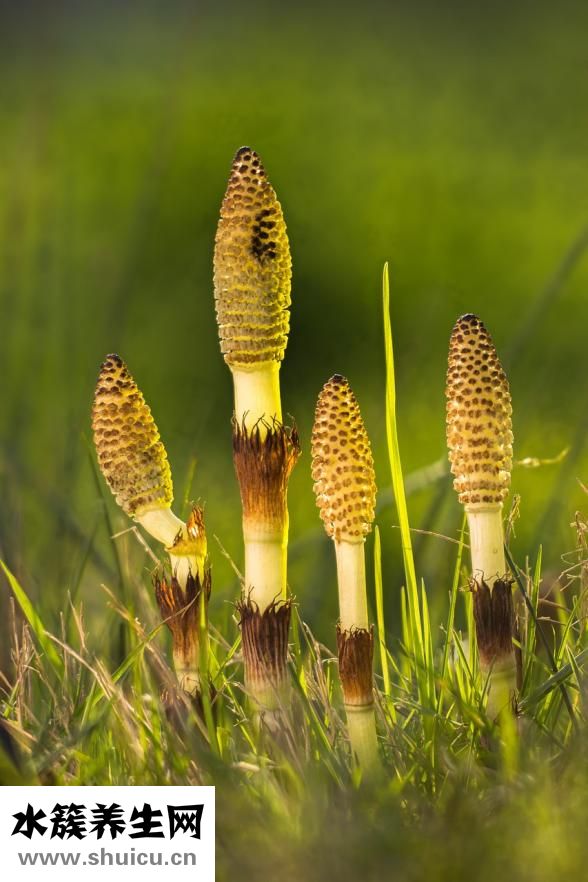 樹舌的功效與作用