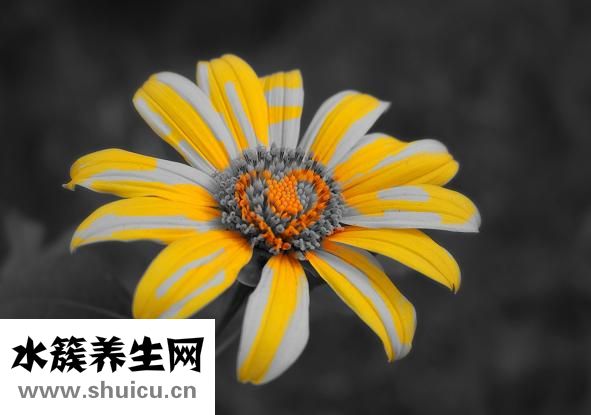 菊花長什么樣子