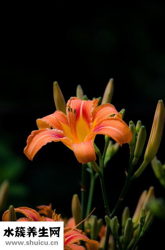 頭部結(jié)締組織