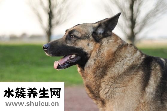 水痘傳染性強嗎