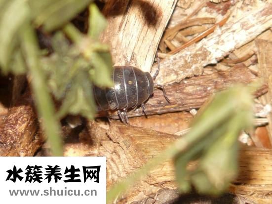 膀胱在哪個位置圖