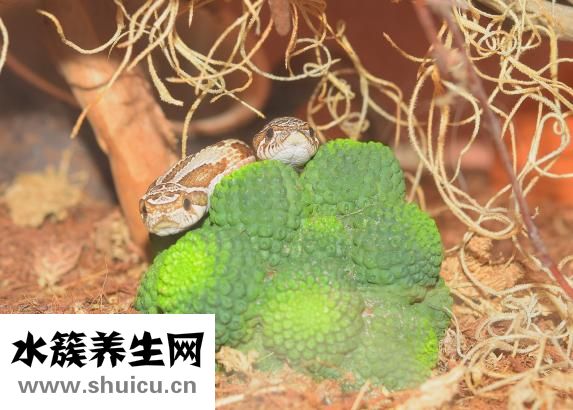 慢性病毒性肝炎