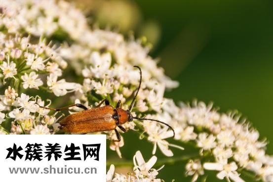 蘇葉的功效與作用