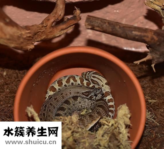 慢性病毒性肝炎