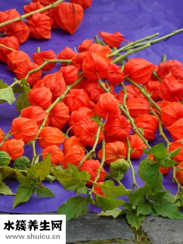 膀胱在哪個位置圖