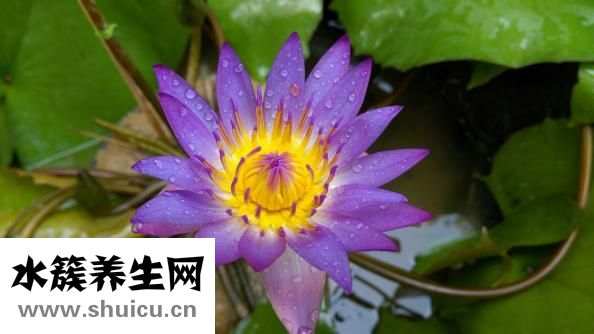 辛辣指的是什么