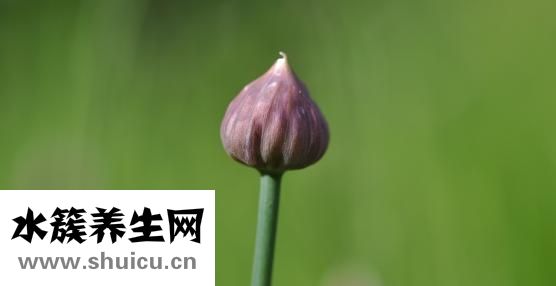 男人補腎吃什么