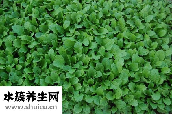 油麥菜可以生吃嗎