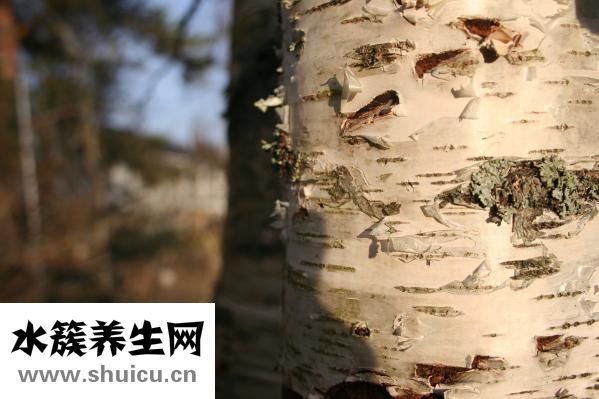 身上有跳蚤怎么辦