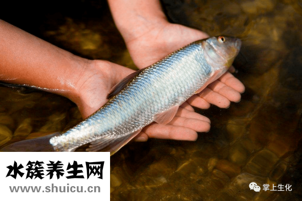 魚屬于海鮮類嗎