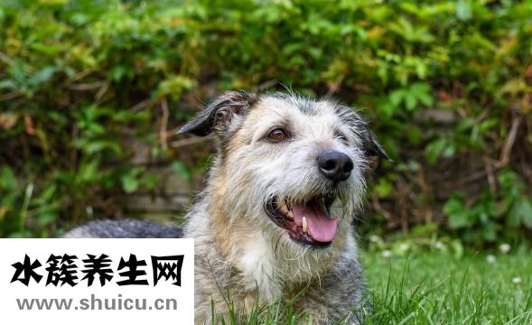 牙結(jié)石去除