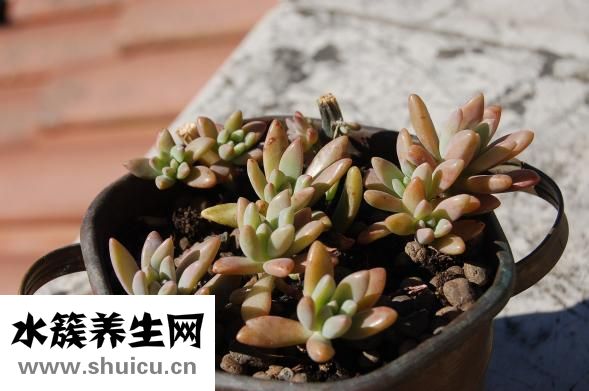 臘魚(yú)怎么吃