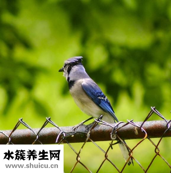 怎樣治療牙周炎