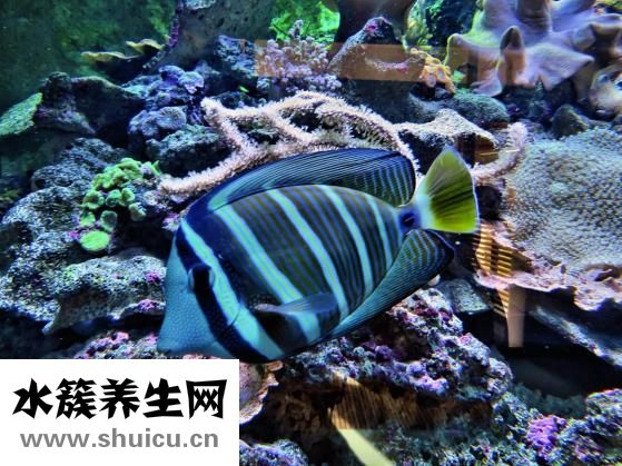 紅燒海鱸魚(yú)
