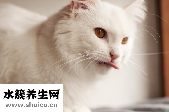 有舌苔是什么原因