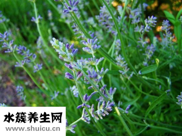 香精是什么東西