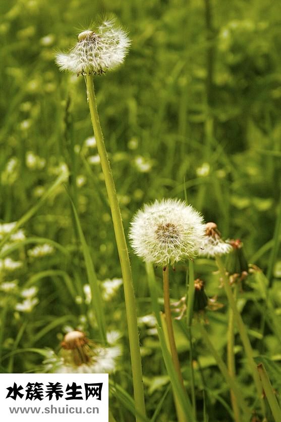 金鎮(zhèn)口服溶液