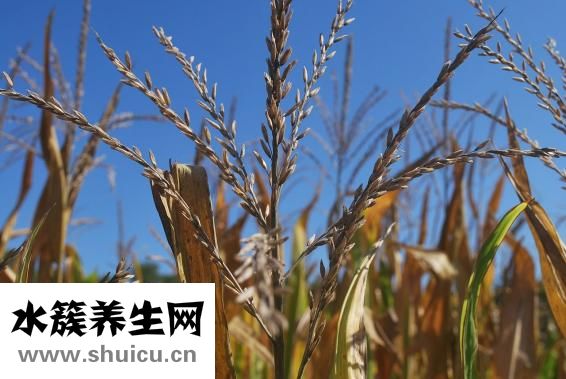 玉米畝產(chǎn)量