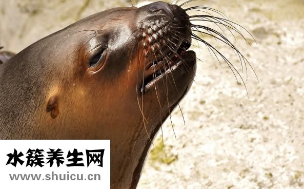 膝關(guān)節(jié)僵硬