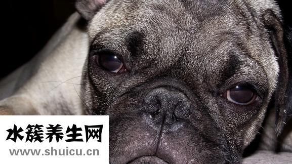 牙床子腫痛怎么辦