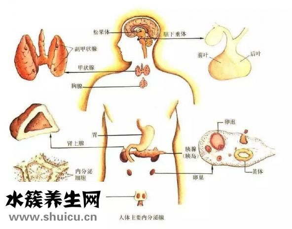藥流后多久來姨媽