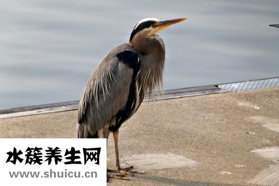 疝氣必須做手術嗎