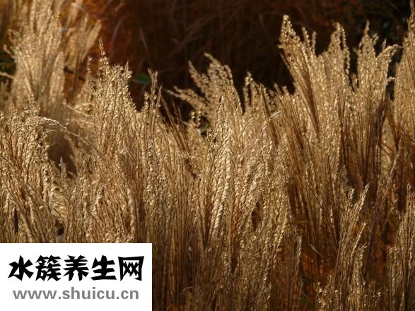 甘草的作用與功效