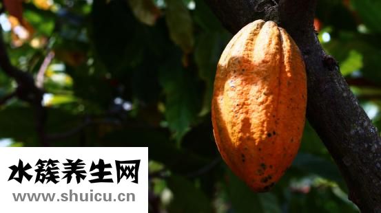 西蘭花可以放多久