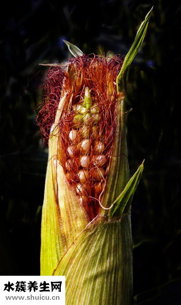 甘草的作用與功效