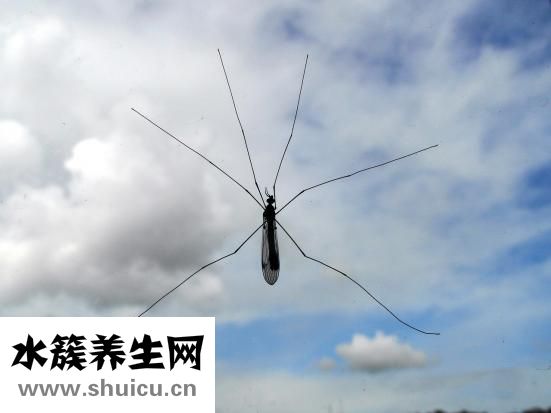 阿托品眼用凝膠