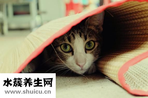 眼睛突然腫了怎么辦