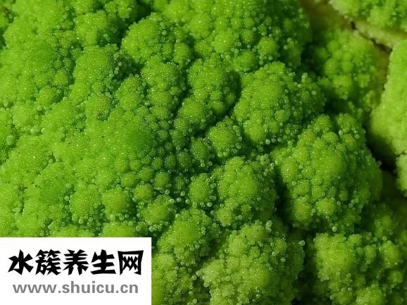 西蘭花可以放多久