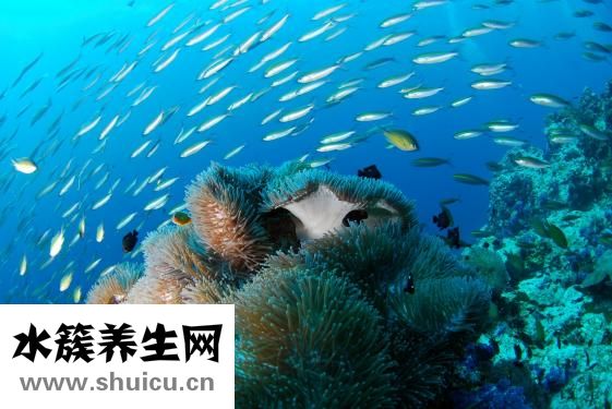 腎彩超需要空腹嗎