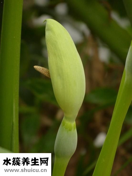 月見草的功效與作用