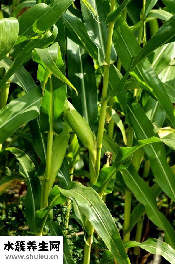 西蘭花能放多久