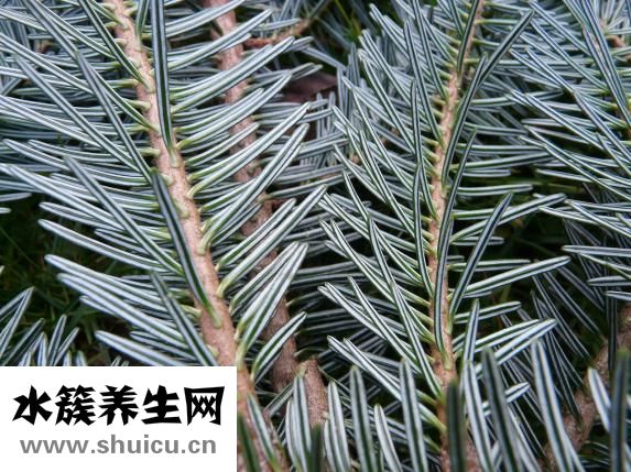 松針治療脫發(fā)