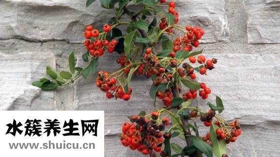 沙棘的作用和功效