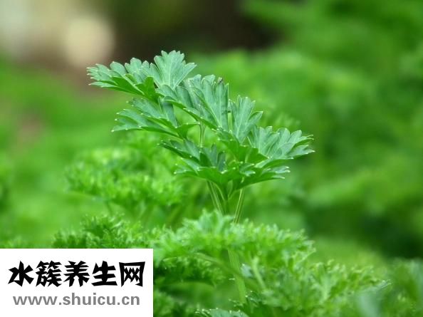 野芹菜怎么做好吃