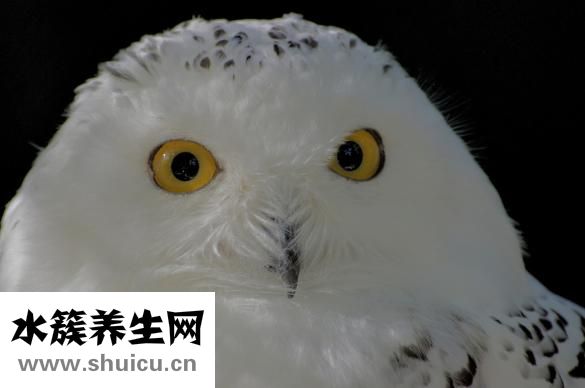 眼皮紅腫是什么原因