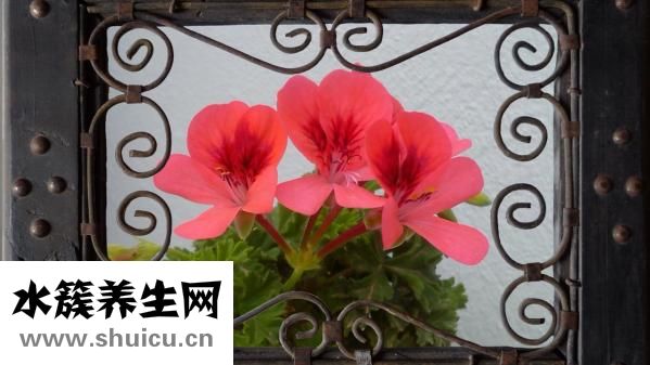 魚療有什么好處