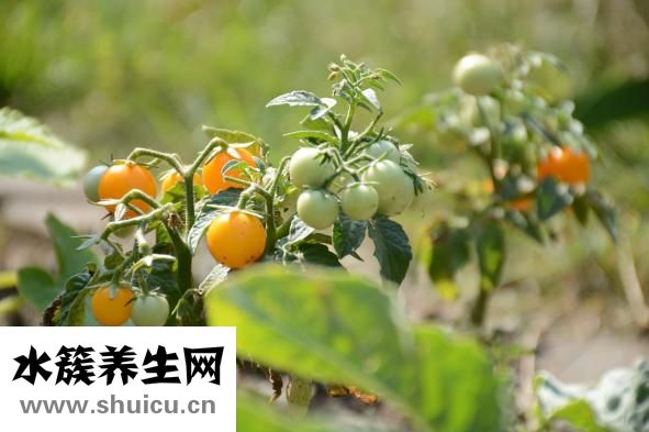 營養(yǎng)保健品