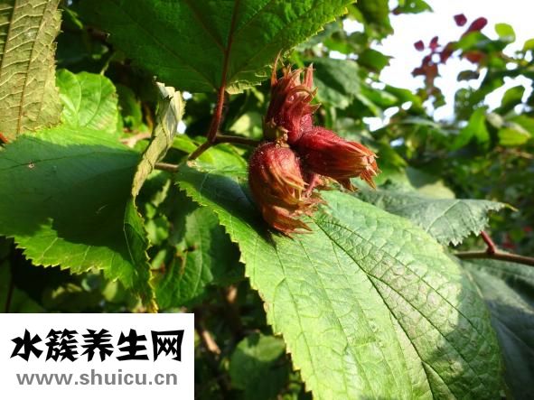 月經顏色深褐色