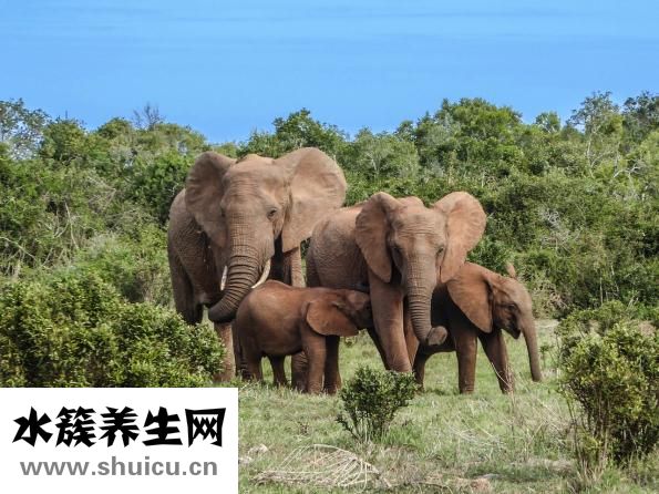 胎膜殘留排出圖片