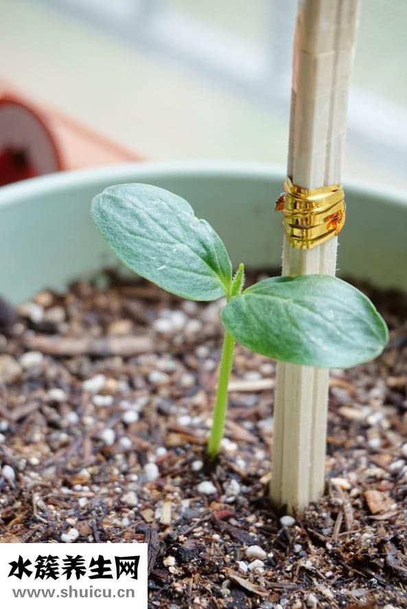 蔬菜汁的做法大全