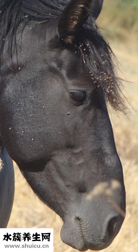 縮小鼻頭的辦法