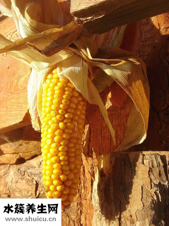 玉米可以放多久